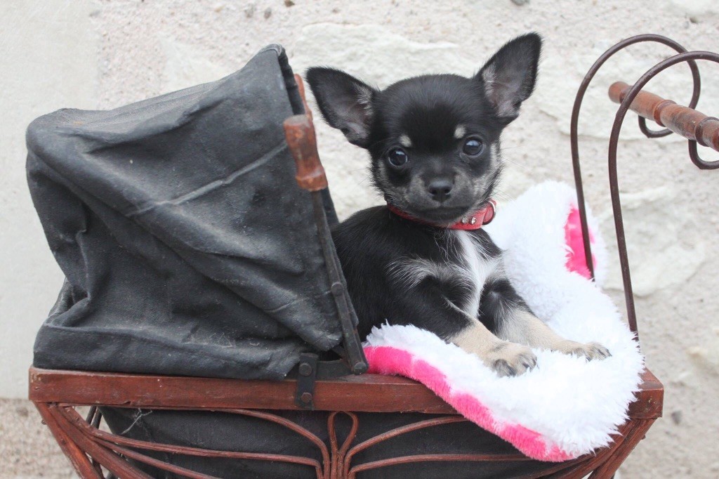 Des Anges D'Athena - Chiot disponible  - Chihuahua